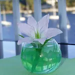Pavlic * Saplunara