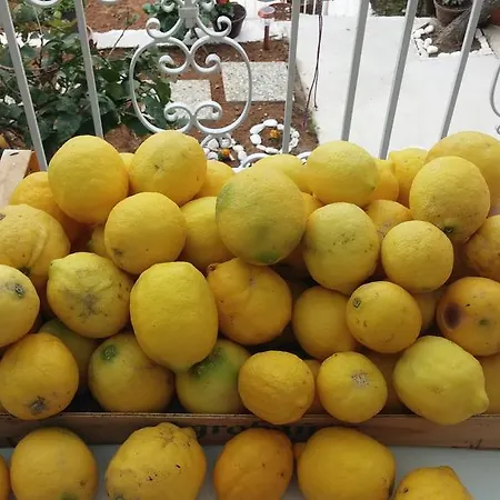 Pavlic Saplunara